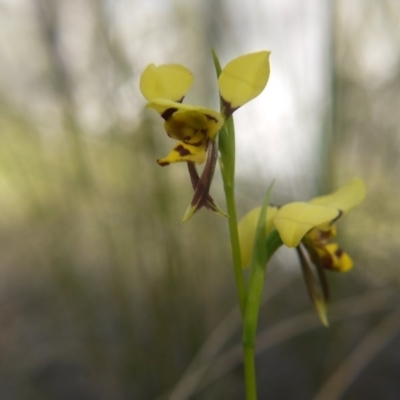 Diuris sulphurea (Tiger Orchid) at Acton, ACT - 27 Oct 2017 by ClubFED