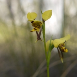 Diuris sulphurea at Acton, ACT - 27 Oct 2017