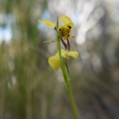 Diuris sulphurea at Acton, ACT - 27 Oct 2017