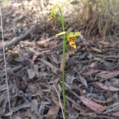 Diuris sulphurea at Acton, ACT - suppressed