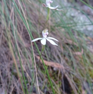 Caladenia moschata at Canberra Central, ACT - 27 Oct 2017