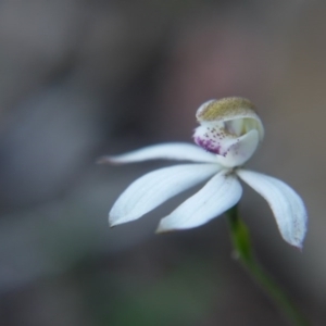 Caladenia moschata at Canberra Central, ACT - suppressed