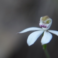 Caladenia moschata at Canberra Central, ACT - suppressed