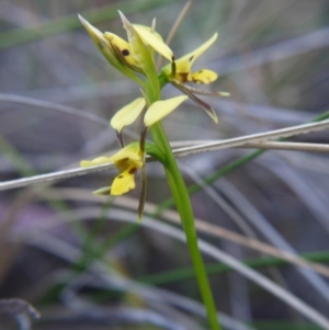 Diuris sulphurea at Canberra Central, ACT - suppressed