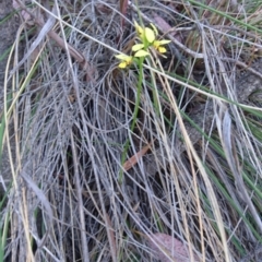 Diuris sulphurea at Canberra Central, ACT - suppressed