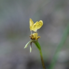 Diuris nigromontana (Black Mountain Leopard Orchid) at Canberra Central, ACT - 27 Oct 2017 by ClubFED