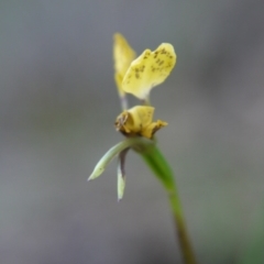 Diuris nigromontana at Canberra Central, ACT - suppressed