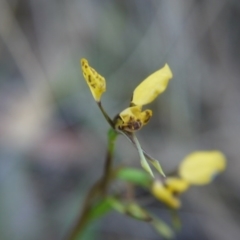 Diuris nigromontana at Canberra Central, ACT - 27 Oct 2017