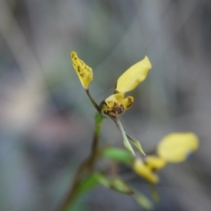 Diuris nigromontana at Canberra Central, ACT - suppressed