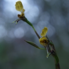 Diuris nigromontana at Canberra Central, ACT - 27 Oct 2017