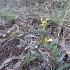 Diuris nigromontana at Canberra Central, ACT - 27 Oct 2017