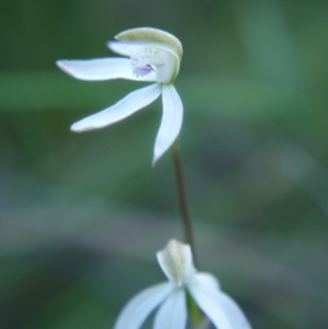 Caladenia moschata at Canberra Central, ACT - suppressed