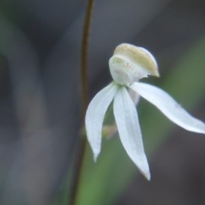 Caladenia moschata at Canberra Central, ACT - suppressed