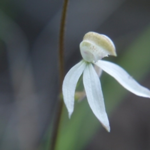 Caladenia moschata at Canberra Central, ACT - 27 Oct 2017