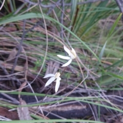 Caladenia moschata at Canberra Central, ACT - suppressed