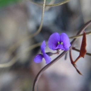 Hardenbergia violacea at Canberra Central, ACT - 27 Oct 2017 04:31 PM