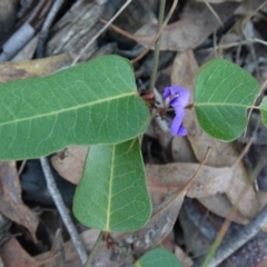 Hardenbergia violacea at Canberra Central, ACT - 27 Oct 2017 04:31 PM