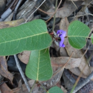Hardenbergia violacea at Canberra Central, ACT - 27 Oct 2017