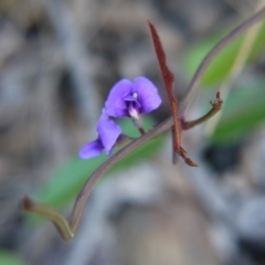 Hardenbergia violacea at Canberra Central, ACT - 27 Oct 2017