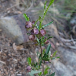 Dodonaea viscosa subsp. angustifolia at Canberra Central, ACT - 27 Oct 2017