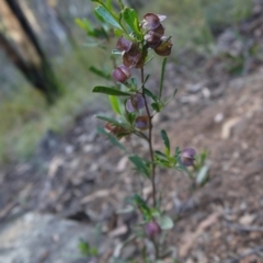 Dodonaea viscosa subsp. angustifolia at Canberra Central, ACT - 27 Oct 2017 04:18 PM
