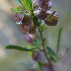 Dodonaea viscosa subsp. angustifolia at Canberra Central, ACT - 27 Oct 2017