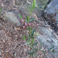 Dodonaea viscosa subsp. angustifolia at Canberra Central, ACT - 27 Oct 2017