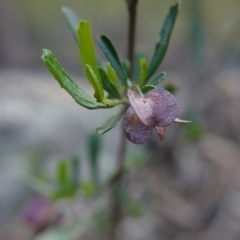 Dodonaea viscosa subsp. angustifolia at Canberra Central, ACT - 27 Oct 2017