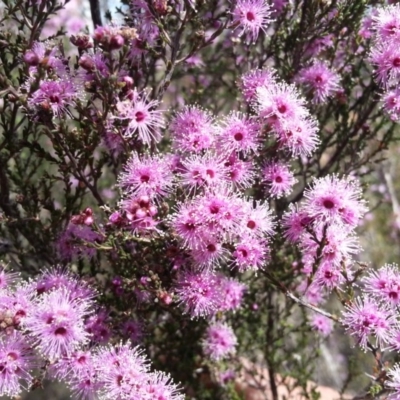 Kunzea parvifolia (Violet Kunzea) at Campbell, ACT - 29 Oct 2017 by SilkeSma