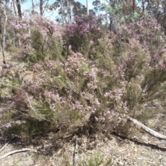 Kunzea parvifolia at Campbell, ACT - 29 Oct 2017