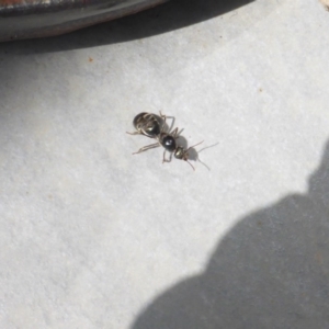 Iridomyrmex purpureus at Reid, ACT - 28 Oct 2017