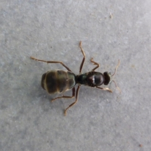 Iridomyrmex purpureus at Reid, ACT - 28 Oct 2017