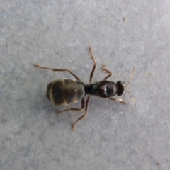 Iridomyrmex purpureus (Meat Ant) at Reid, ACT - 28 Oct 2017 by JanetRussell