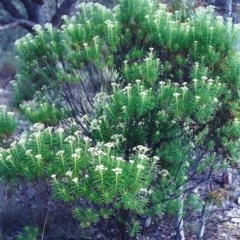 Cassinia longifolia (Shiny Cassinia, Cauliflower Bush) at Theodore, ACT - 4 Nov 2000 by michaelb