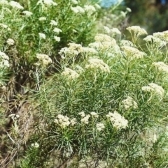 Cassinia longifolia (Shiny Cassinia, Cauliflower Bush) at Conder, ACT - 27 Nov 1999 by michaelb