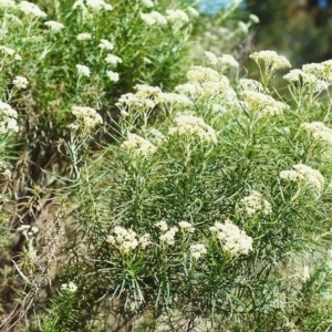 Cassinia longifolia at Conder, ACT - 28 Nov 1999 12:00 AM