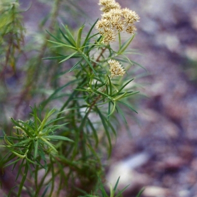 Cassinia longifolia (Shiny Cassinia, Cauliflower Bush) at Conder, ACT - 29 Jan 2000 by michaelb