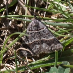 Antasia flavicapitata (Yellow-headed Heath Moth (Oenochrominae)) at Mount Clear, ACT - 29 Oct 2017 by HarveyPerkins