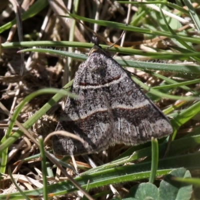 Antasia flavicapitata (Yellow-headed Heath Moth (Oenochrominae)) at Mount Clear, ACT - 29 Oct 2017 by HarveyPerkins