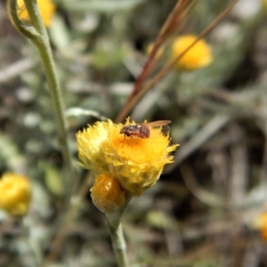 Psyllidae sp. (family) at Cook, ACT - 29 Oct 2017