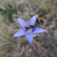 Lasioglossum (Chilalictus) sp. (genus & subgenus) (Halictid bee) at Cook, ACT - 29 Oct 2017 by CathB