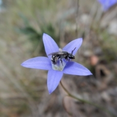 Lasioglossum (Chilalictus) sp. (genus & subgenus) at Cook, ACT - 29 Oct 2017