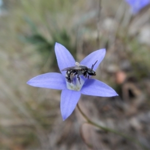 Lasioglossum (Chilalictus) sp. (genus & subgenus) at Cook, ACT - 29 Oct 2017 02:18 PM