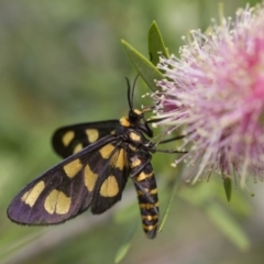 Amata (genus) (Handmaiden Moth) at Michelago, NSW - 5 Feb 2017 by Illilanga