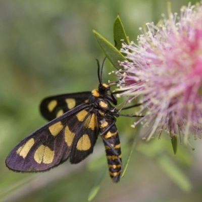 Amata (genus) (Handmaiden Moth) at Illilanga & Baroona - 4 Feb 2017 by Illilanga