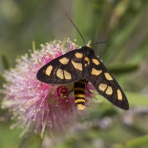 Amata (genus) at Michelago, NSW - 5 Feb 2017 09:02 AM