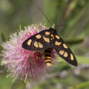 Amata (genus) at Michelago, NSW - 5 Feb 2017