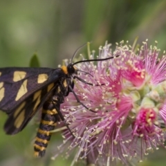 Amata (genus) at Michelago, NSW - 5 Feb 2017