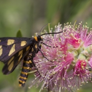 Amata (genus) at Michelago, NSW - 5 Feb 2017 09:02 AM