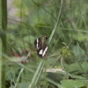 Nyctemera amicus at Michelago, NSW - 2 Feb 2015 03:01 PM